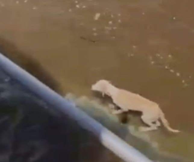 Cadela é salva de tronco à deriva no Rio Amazonas durante viagem para Parintins. VEJA VÍDEO