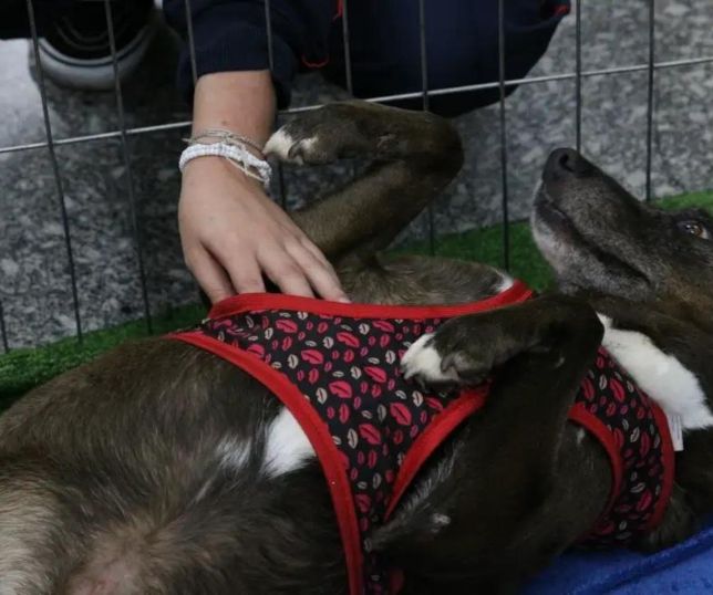 Feira de adoção leva cães e gatos resgatados ao Manauara Shopping neste sábado