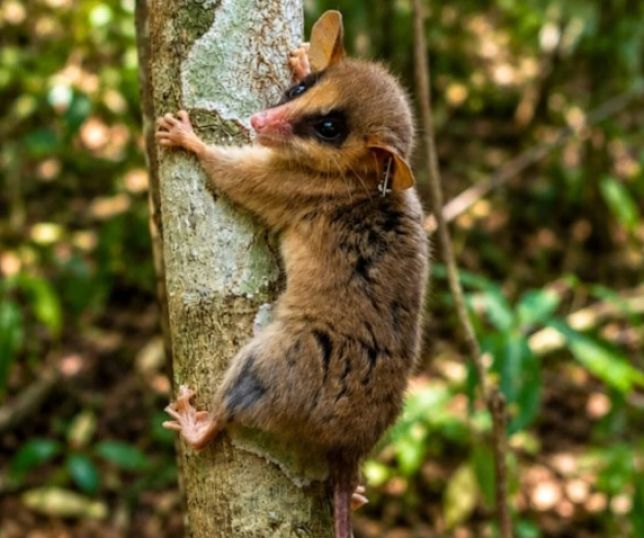 Tipo de lavoura define quais mamíferos sobrevivem na Mata Atlântica