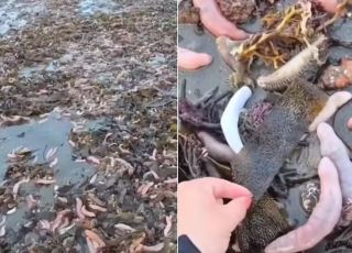 Milhares de ''peixes-pênis'' cobrem faixa de areia e chamam atenção em praia da Argentina