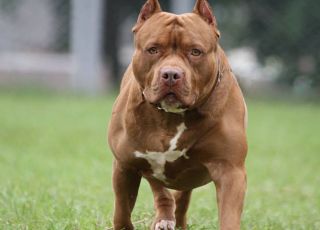 Câmara aprova projeto que reconhece direitos dos pets e proíbe mutilações estéticas