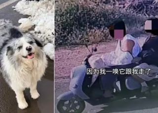 Fim trágico: cão com 1,5 milhão de seguidores é sequestrado e acaba servido como comida em restaurante