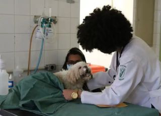 Lula sanciona lei que criminaliza exercício ilegal da medicina veterinária