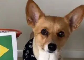Cão vidente aposta em liderança do Brasil no Grupo C da Copa do Mundo de 2026
