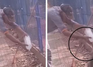 Ataque de teiú termina com amputação parcial de dedo de trabalhador em MT. VEJA VÍDEO