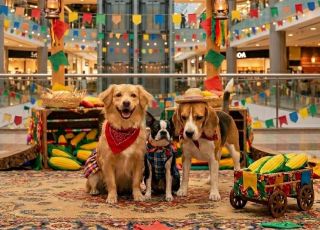 Arraial Pet leva vacinação gratuita, adoção responsável e desfile de fantasias ao Shopping Manaus ViaNorte
