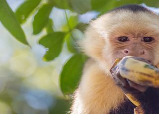 Vírus da hepatite B humana é encontrado em macacos da Amazônia e acende alerta científico