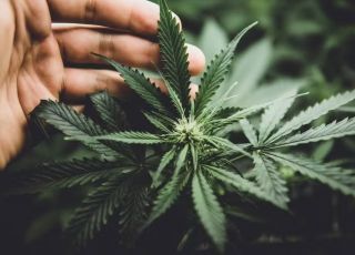 Suprema Corte dos EUA libera parcialmente porte de armas para usuários de maconha