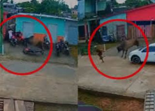 Boi de grande porte é flagrado circulando e causa susto em ruas de Anori, no interior do Amazonas. VEJA VÍDEO 