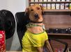 Cachorro caramelo vira atração em mercado e conquista mais de 300 mil seguidores. VEJA VÍDEO