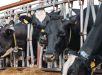 EUA reforçam combate à mosca-da-berne após primeiro caso em mais de 60 anos