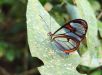 Borboleta rara e quase transparente surpreende visitantes ao aparecer em parque do Rio