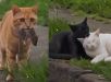 Gato viraliza ao abandonar 'presente romântico' após flagrar suposta traição. VEJA VÍDEO