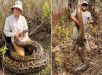 Caçadores retiram toneladas de pítons invasoras da Flórida e batem recorde em operação contra espécie gigante