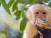 Vírus da hepatite B humana é encontrado em primatas da Amazônia e preocupa cientistas