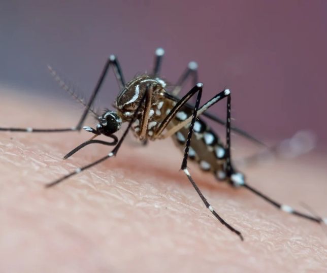 Mosquito da dengue pode aprender a associar cheiro de repelente, aponta estudo