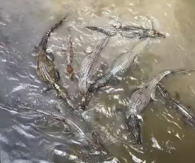 Vídeo mostra reunião de jacarés em igarapé de Manaus e cena viraliza nas redes sociais. VEJA 