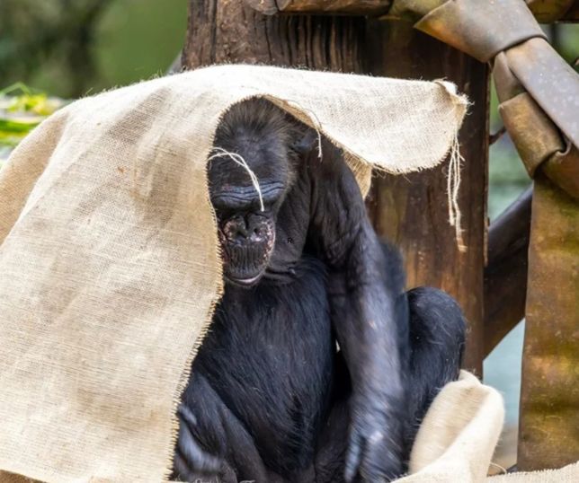 Zoológico usa cobertores, sopas e aquecedores para proteger animais durante o frio. VEJA VÍDEO 
