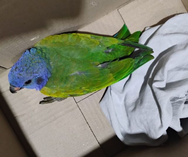 Patrulhamento Ambiental realiza resgate de uma ave e uma cobra nas zonas Norte e Sul de Manaus