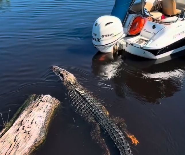 Jacaré nada tranquilamente ao lado de barco e surpreende turistas no Amazonas. VEJA VÍDEO