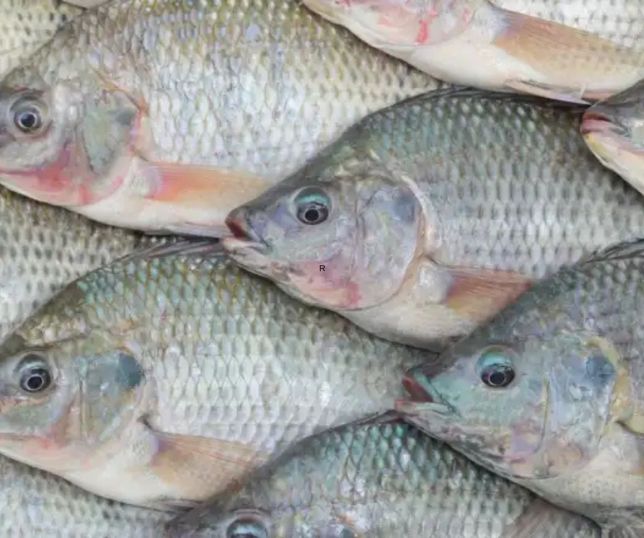 Consumo de peixe cresce no Brasil, mas setor alerta para desafios com tilápia e tambaqui