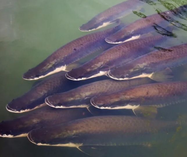 Mistério do pirarucu é desvendado: pesquisa aponta que Amazônia tem apenas uma espécie do gigante dos rios