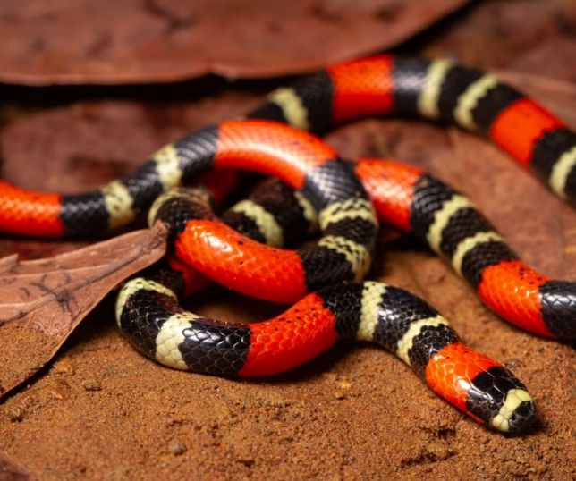 Especialistas alertam: cor das listras não identifica cobra coral verdadeira e pode colocar vidas em risco