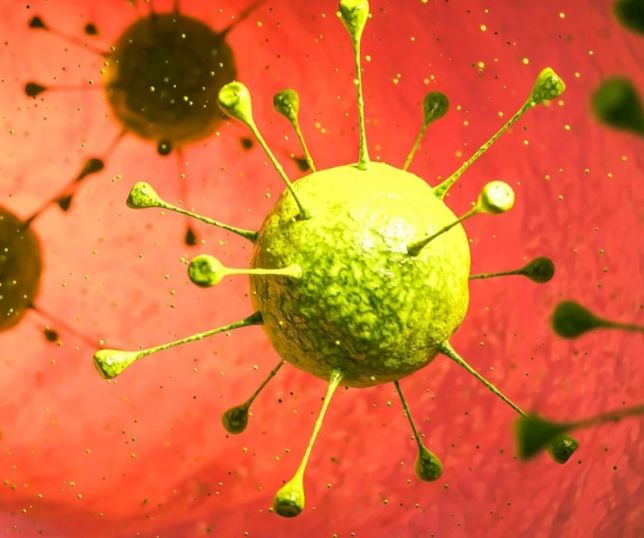Bactéria encontrada em rãs elimina tumores de câncer colorretal em estudo com ratos