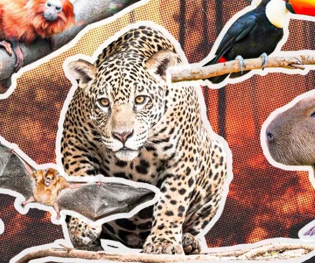 Mudanças climáticas transformam hábitos de animais e ameaçam equilíbrio dos ecossistemas