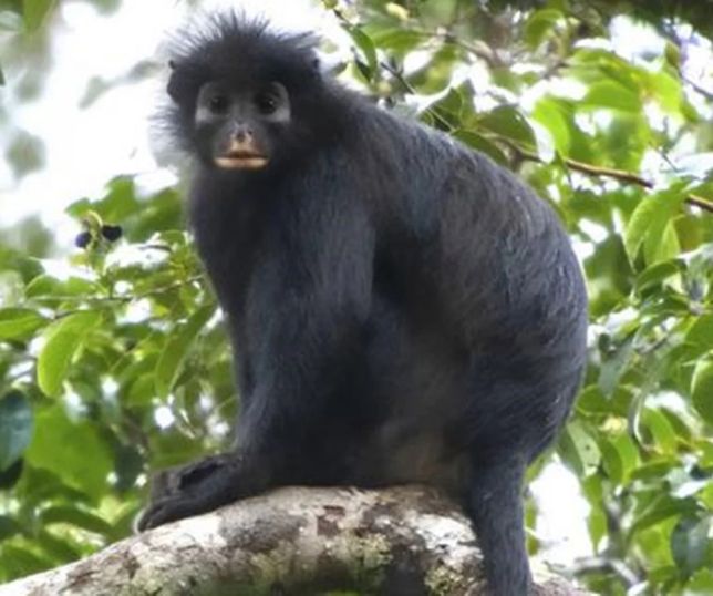 Nova espécie de macaco é descoberta em floresta da República Democrática do Congo