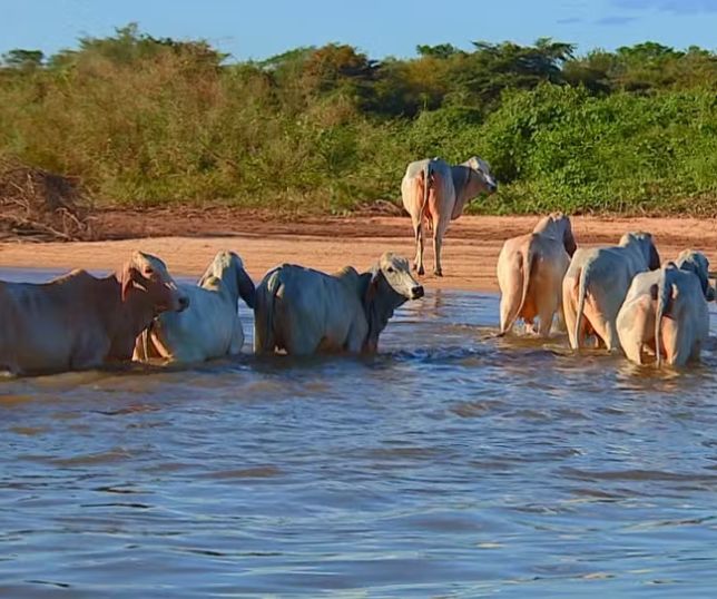 Exportadoras alertam que carne brasileira pode enfrentar barreiras para atender novas exigências da União Europeia