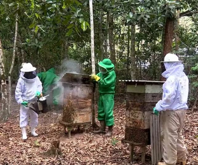 Apicultores utilizam áreas de preservação ambiental para produzir mel e gerar renda em Aracruz