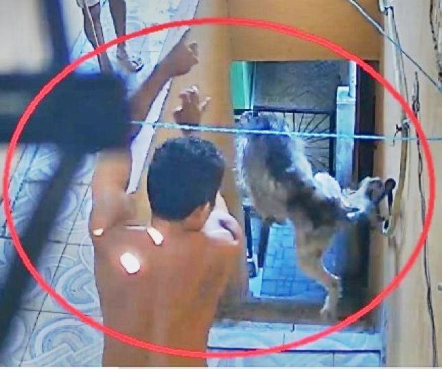 Homem é preso após ser filmado arremessando cachorro de cima de uma escada no bairro Colônia Oliveira Machado, Zona Sul de Manaus. VEJA VÍDEO