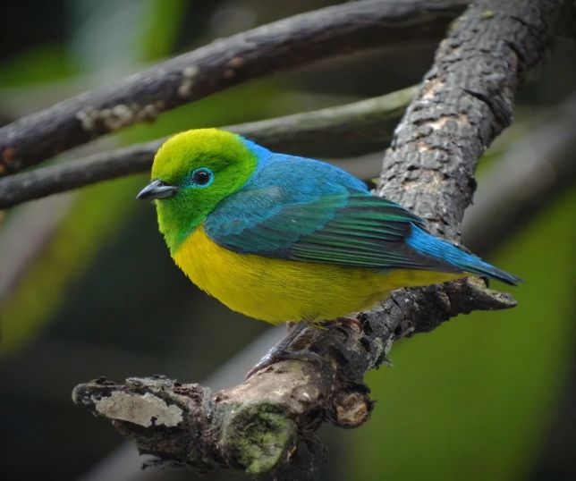Bandeirinha: pequena ave verde e amarela ajuda na regeneração das florestas brasileiras