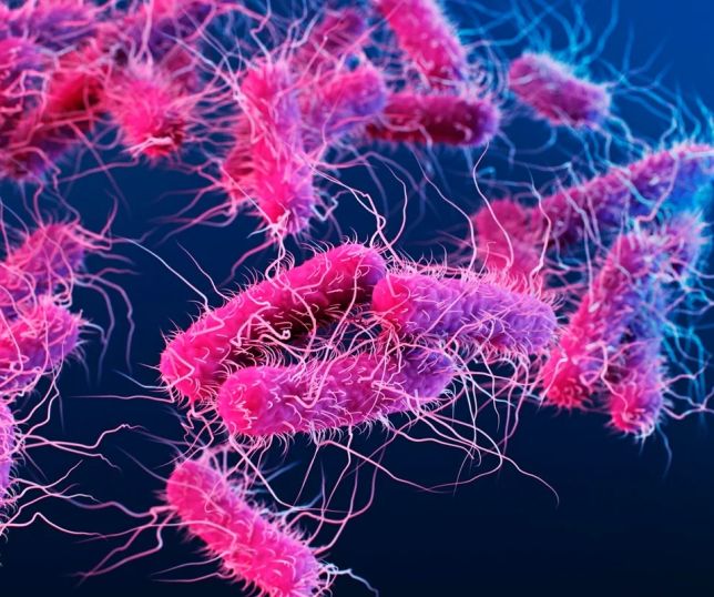 USP cria teste que identifica superbactérias em apenas 6 horas