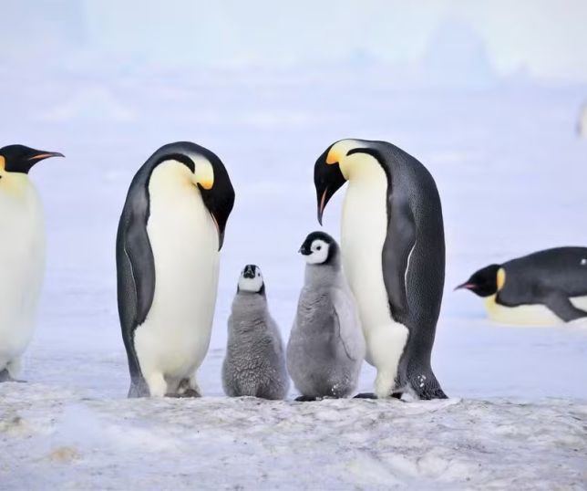 Iceberg gigante se desprende na Antártida e ameaça colônia de pinguins-imperadores