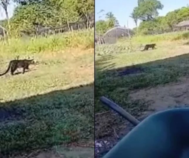 Onça é avistada próxima a residências em Iranduba e assusta moradores. VEJA VÍDEO