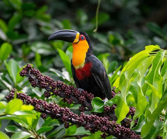 Aves frugívoras são essenciais para manter florestas vivas; entenda