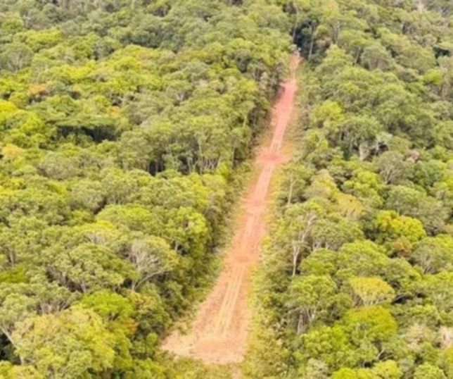 Nova tecnologia da USP identifica origem da madeira ilegal na Amazônia e ajuda a combater fraudes