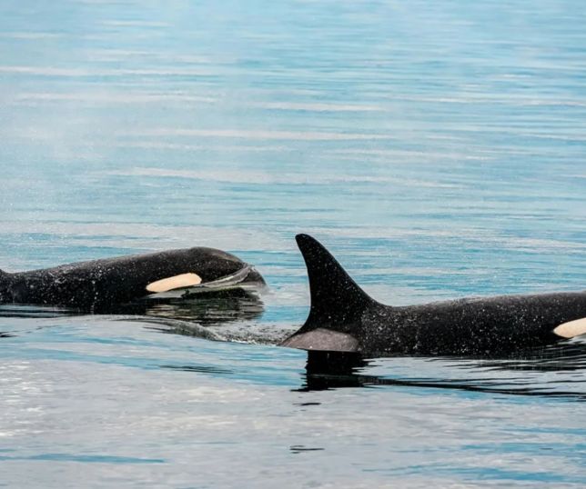 Orcas caçadoras de tubarão-branco têm medo de golfinhos pequenos