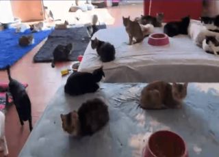 Polícia encontra 14 animais mortos em freezer e resgata 136 vítimas de maus-tratos em ONG de São Paulo 