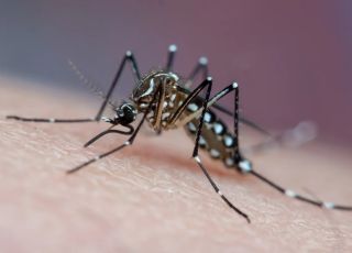 Mosquito da dengue pode aprender a associar cheiro de repelente, aponta estudo