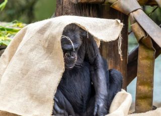 Zoológico usa cobertores, sopas e aquecedores para proteger animais durante o frio. VEJA VÍDEO 