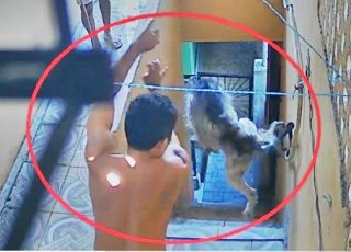 Homem é preso após ser filmado arremessando cachorro de cima de uma escada no bairro Colônia Oliveira Machado, Zona Sul de Manaus. VEJA VÍDEO