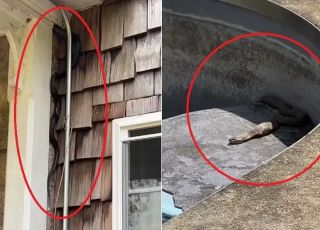 Casal compra 'casa dos sonhos' por R$ 2,3 milhões e descobre centenas de cobras espalhadas pelo imóvel