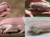 Parece inteligência artificial, mas é real: tatu-fada-rosa encanta cientistas após raro registro na Argentina. VEJA VÍDEO