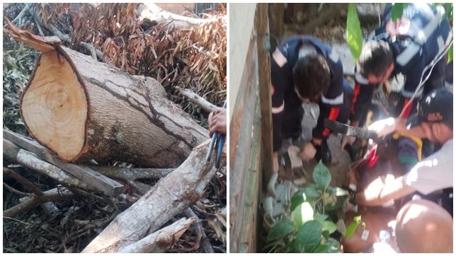 IDOSO DE 79 ANOS MORRE NO HPS DR. PLATÃO ARAÚJO APÓS SER ATINGIDO POR TRONCO DE ÁRVORE NO BAIRRO GRANDE VITÓRIA, ZONA LESTE DE MANAUS