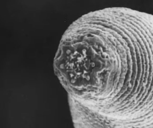 Verme descoberto a 1,3 km de profundidade desafia limites da vida na Terra