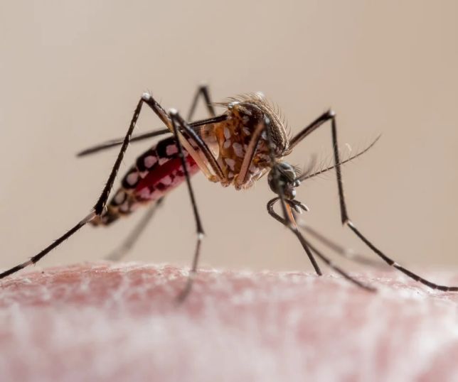 Mosquitos são mais atraídos por bactérias da pele e odores masculinos