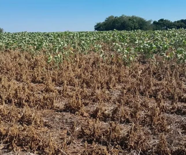 El Niño pode levar 49 milhões de pessoas à fome aguda, com forte impacto na América Latina, alerta ONU